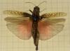 Calliptamus sp.